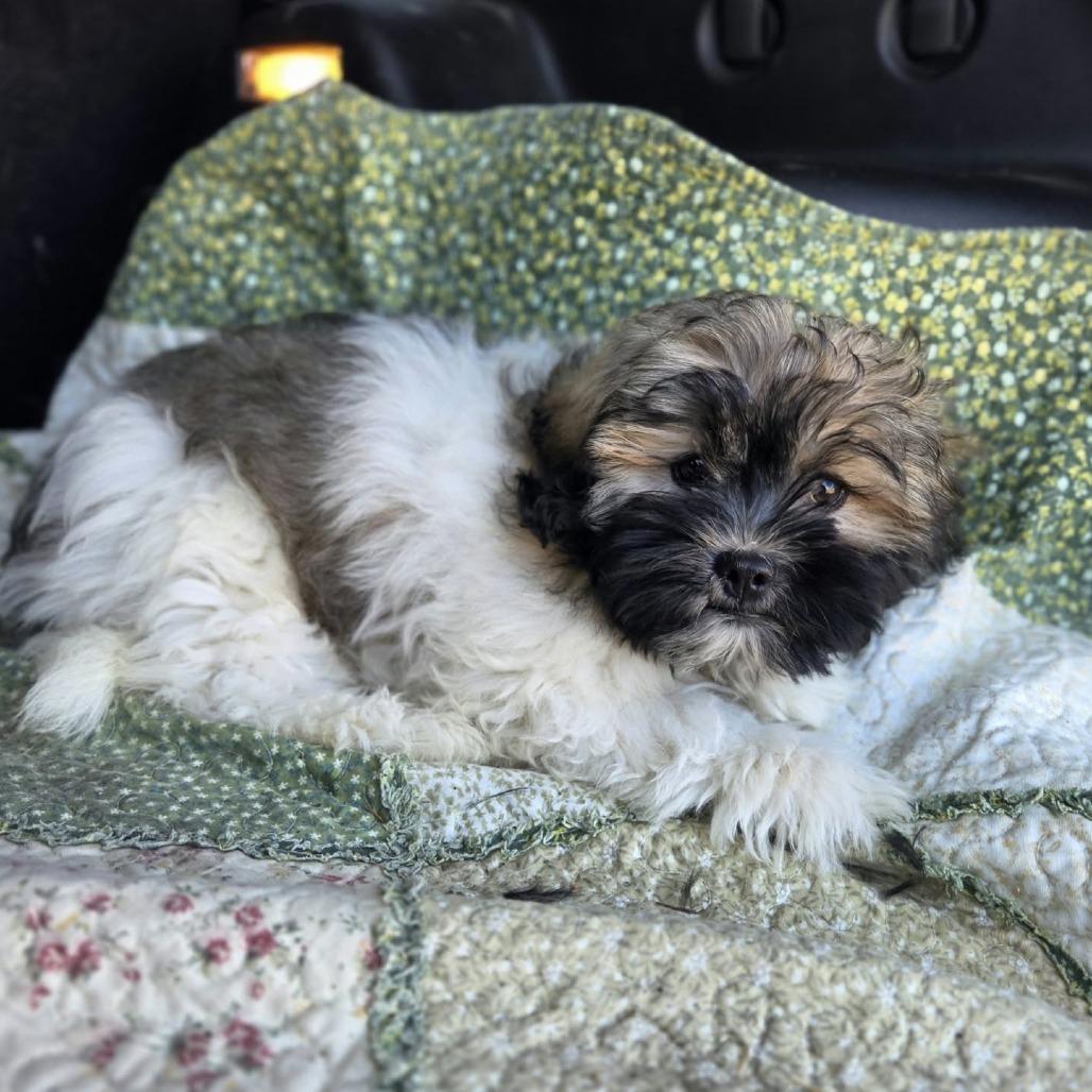 Zig Zag, Adoptable, Puppy Male Shih Tzu & Mixed Breed.