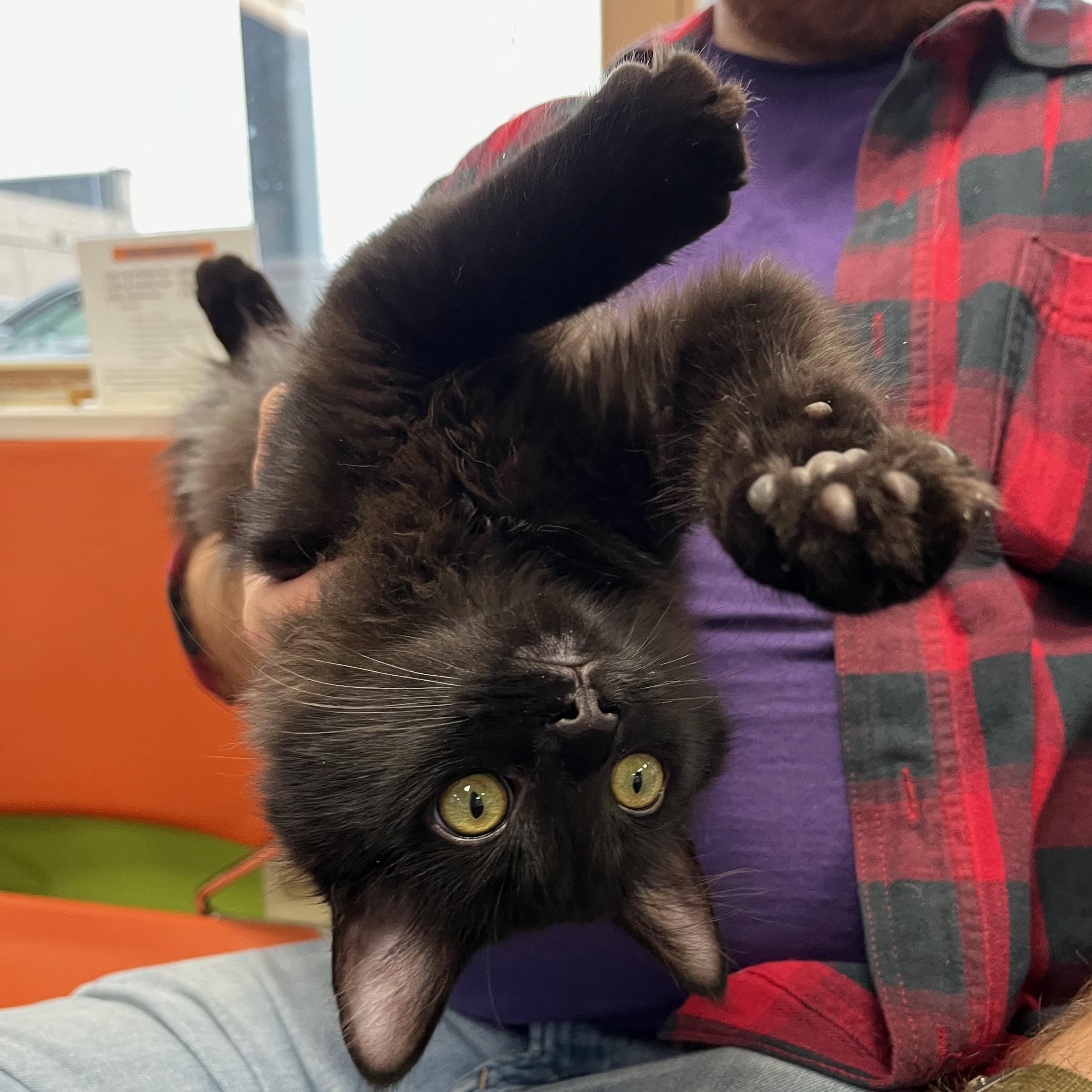 Jumanji ("JuJu"), adopted, Kitten Male Domestic Long Hair.