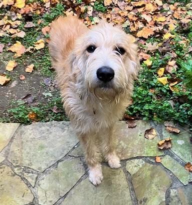 Enlarge Bronx, a Adopted mixed breed in Cumming, GA image 5/6