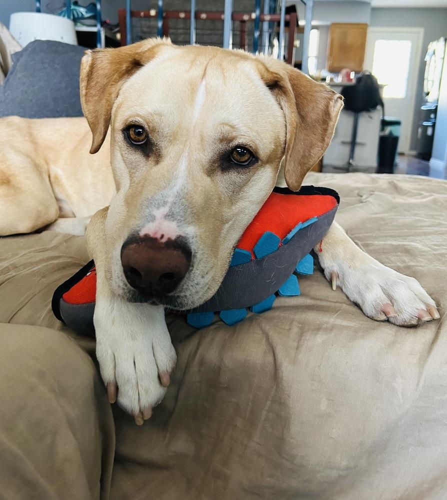 Yzerman / Slim Pickens / Rex, Adoptable, Adult Male Labrador Retriever.