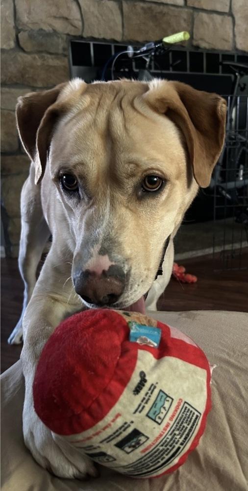 Enlarge Yzerman / Slim Pickens / Rex, a Adoptable mixed breed in Broomfield, CO image 2/6