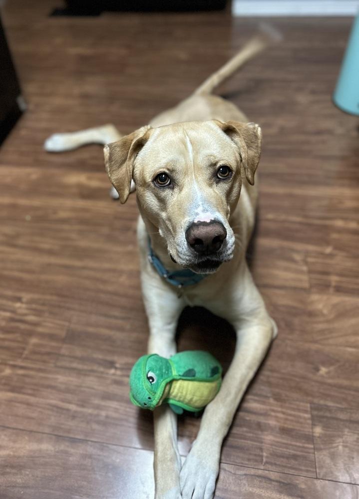 Enlarge Yzerman / Slim Pickens / Rex, a Adoptable mixed breed in Broomfield, CO image 4/6