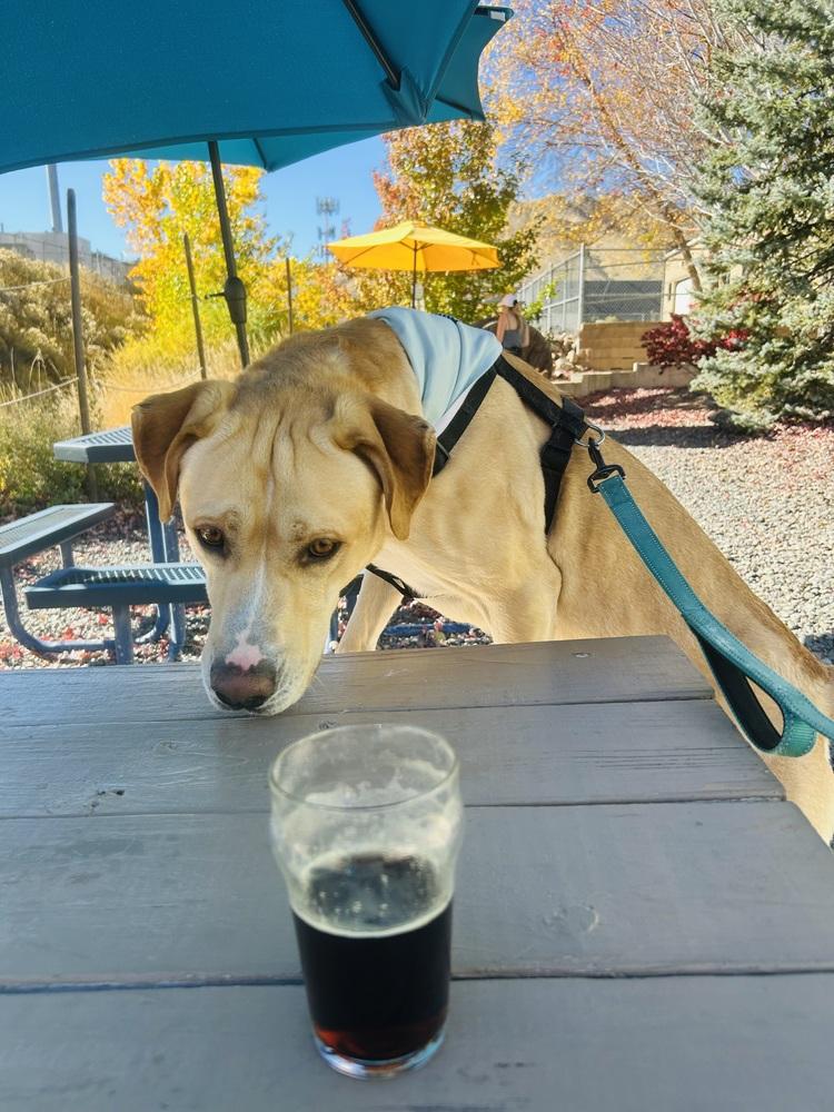 Enlarge Yzerman / Slim Pickens / Rex, a Adoptable mixed breed in Broomfield, CO image 6/6