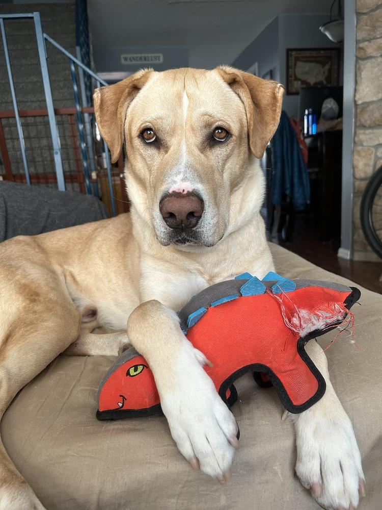 Enlarge Yzerman / Slim Pickens / Rex, a Adoptable mixed breed in Broomfield, CO image 6/6