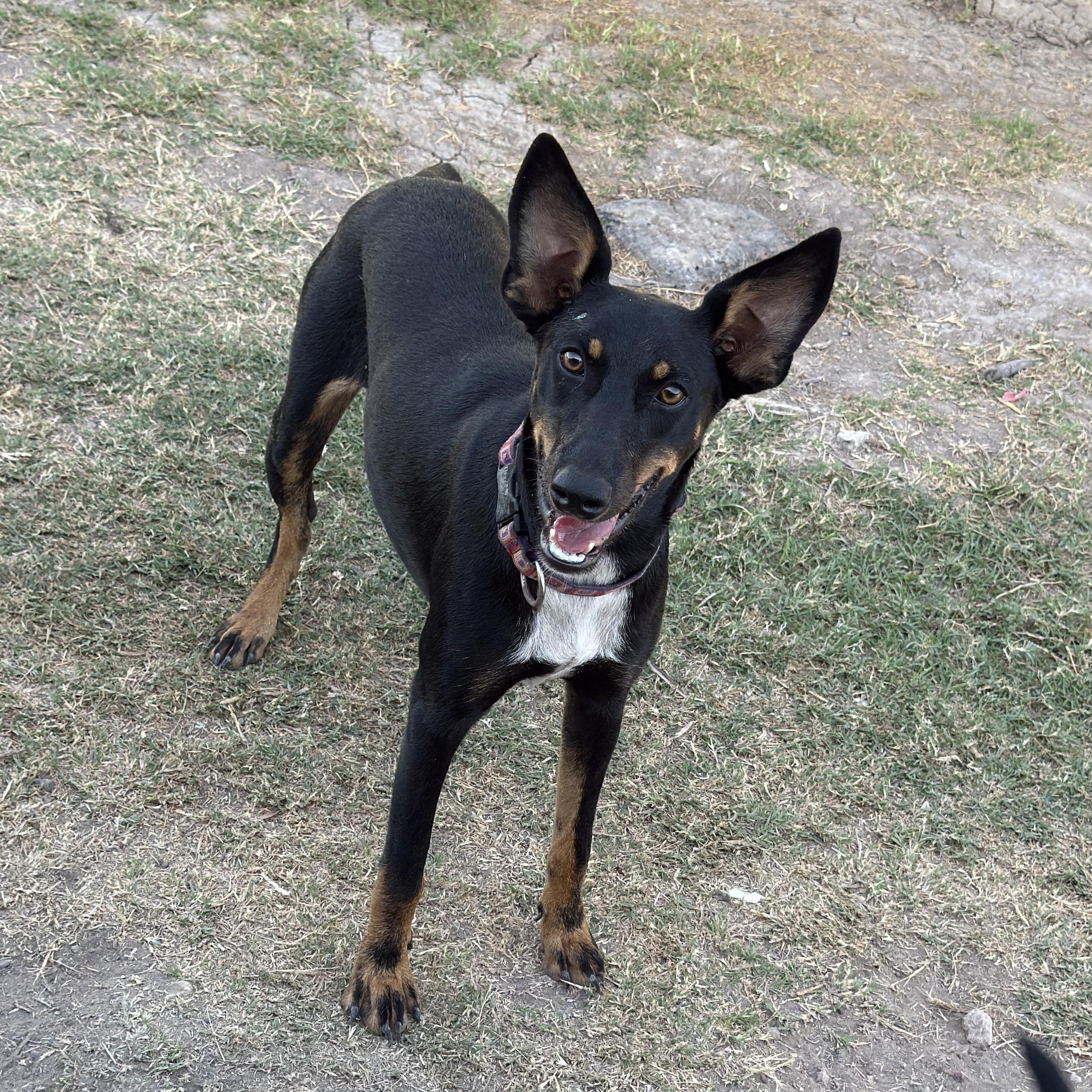 Enlarge Liza, a Adoptable mixed breed in Eau Claire, WI image 1/1