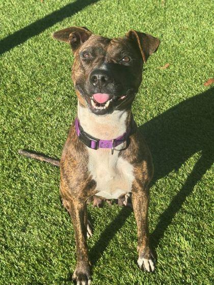 Manna - 3, a Adoptable mixed breed in Daytona Beach, FL image 1/3