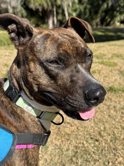 Manna - 3, a Adoptable mixed breed in Daytona Beach, FL image 2/3
