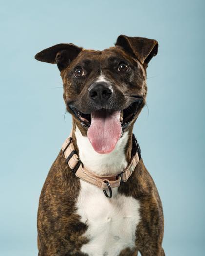 Manna - 3, a Adoptable mixed breed in Daytona Beach, FL image 2/3