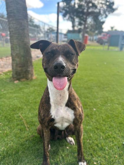 Manna - 3, a Adoptable mixed breed in Daytona Beach, FL image 3/3