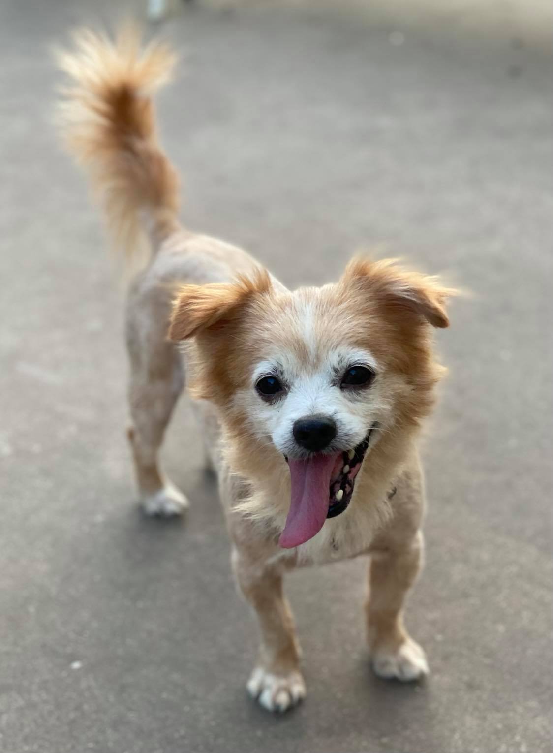 Boo (Radley), Adopted, Senior Male Pomeranian.
