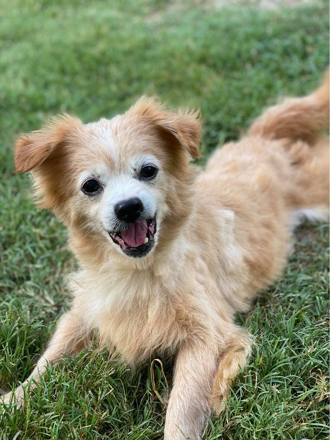 Enlarge Boo (Radley), a Adopted Pomeranian image 2/12