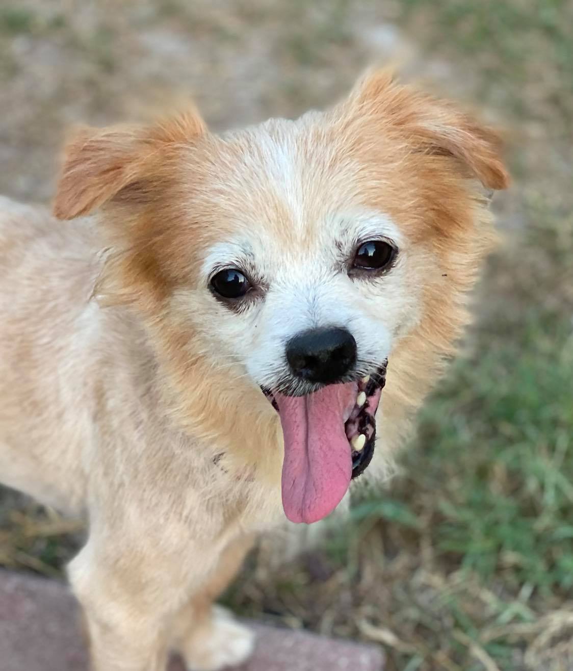 Enlarge Boo (Radley), a Adopted Pomeranian image 3/12