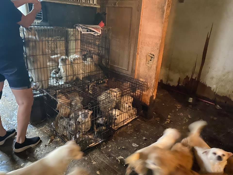 Enlarge Boo (Radley), a Adopted Pomeranian image 4/12