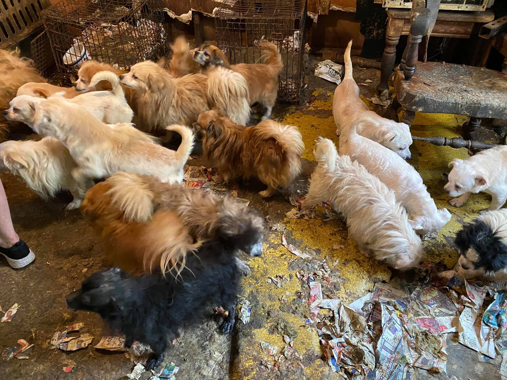 Enlarge Boo (Radley), a Adopted Pomeranian image 5/12