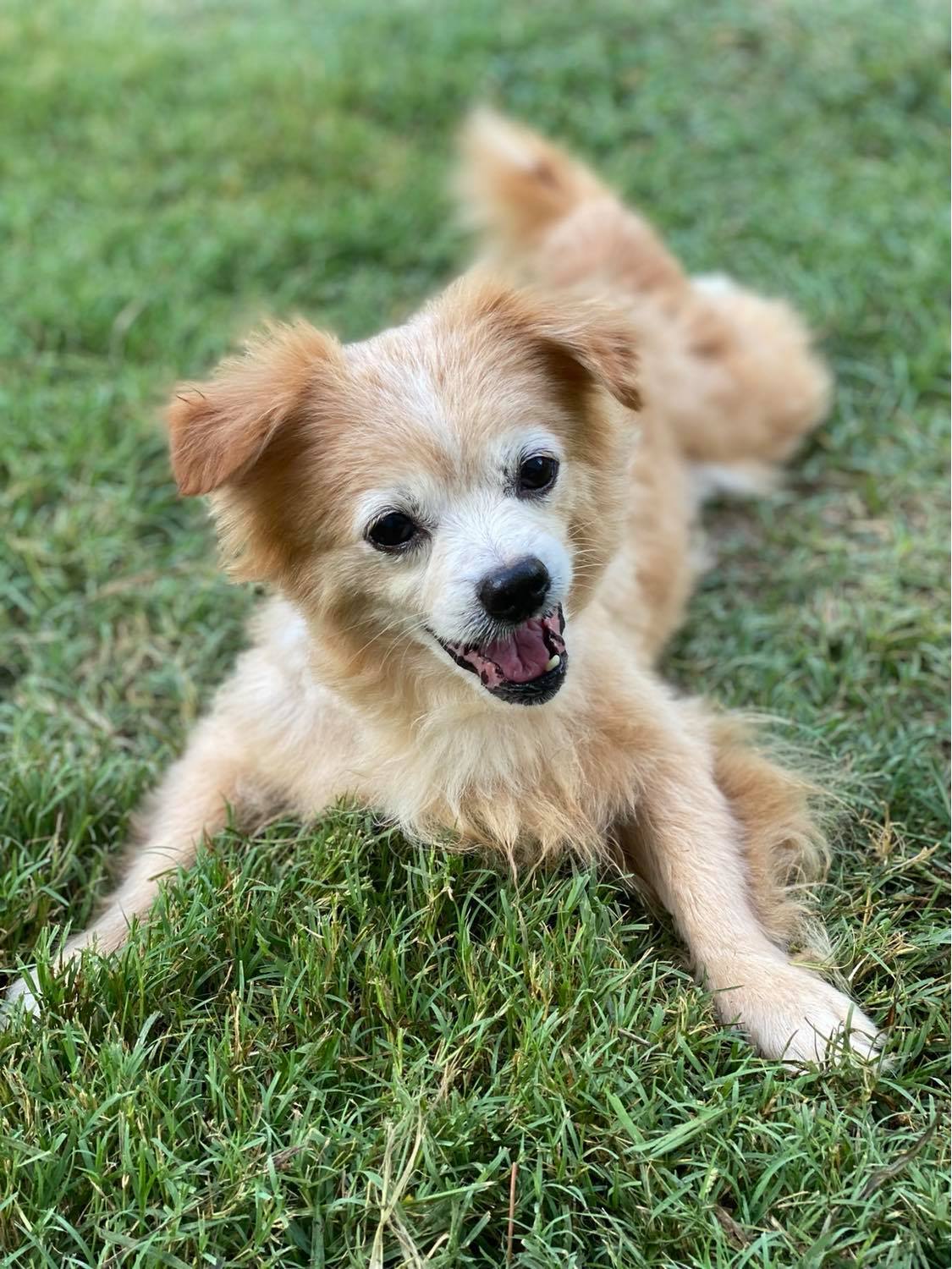 Enlarge Boo (Radley), a Adopted Pomeranian image 6/12