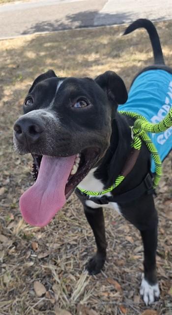 POWERS, Adoptable, Young Male Pit Bull Terrier & Mixed Breed.