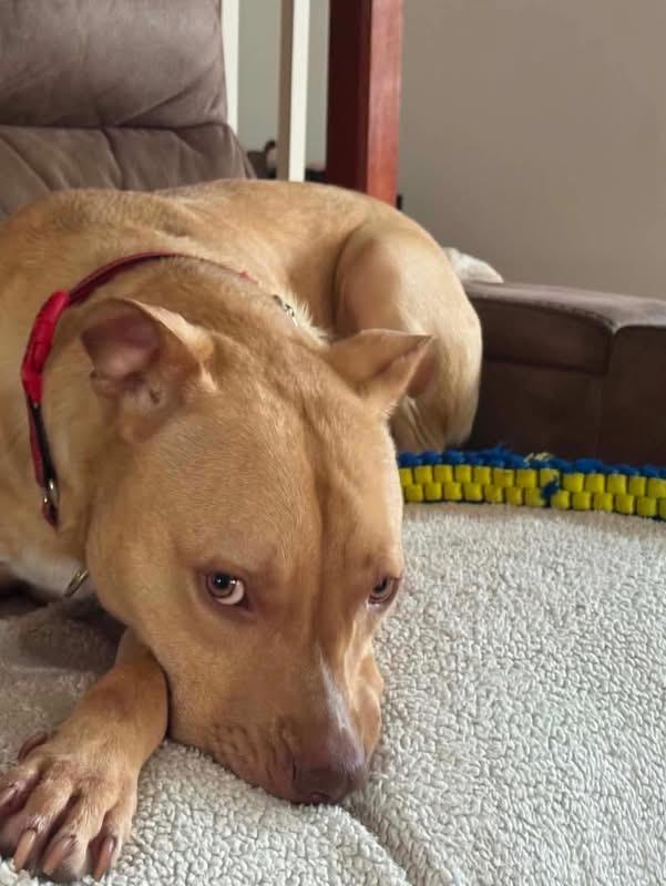 Enlarge Lucas, a ADOPTABLE Mixed Breed in Highland, NY image 6/6