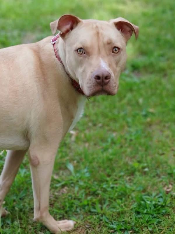 Lucas, ADOPTABLE, Young Male Mixed Breed.
