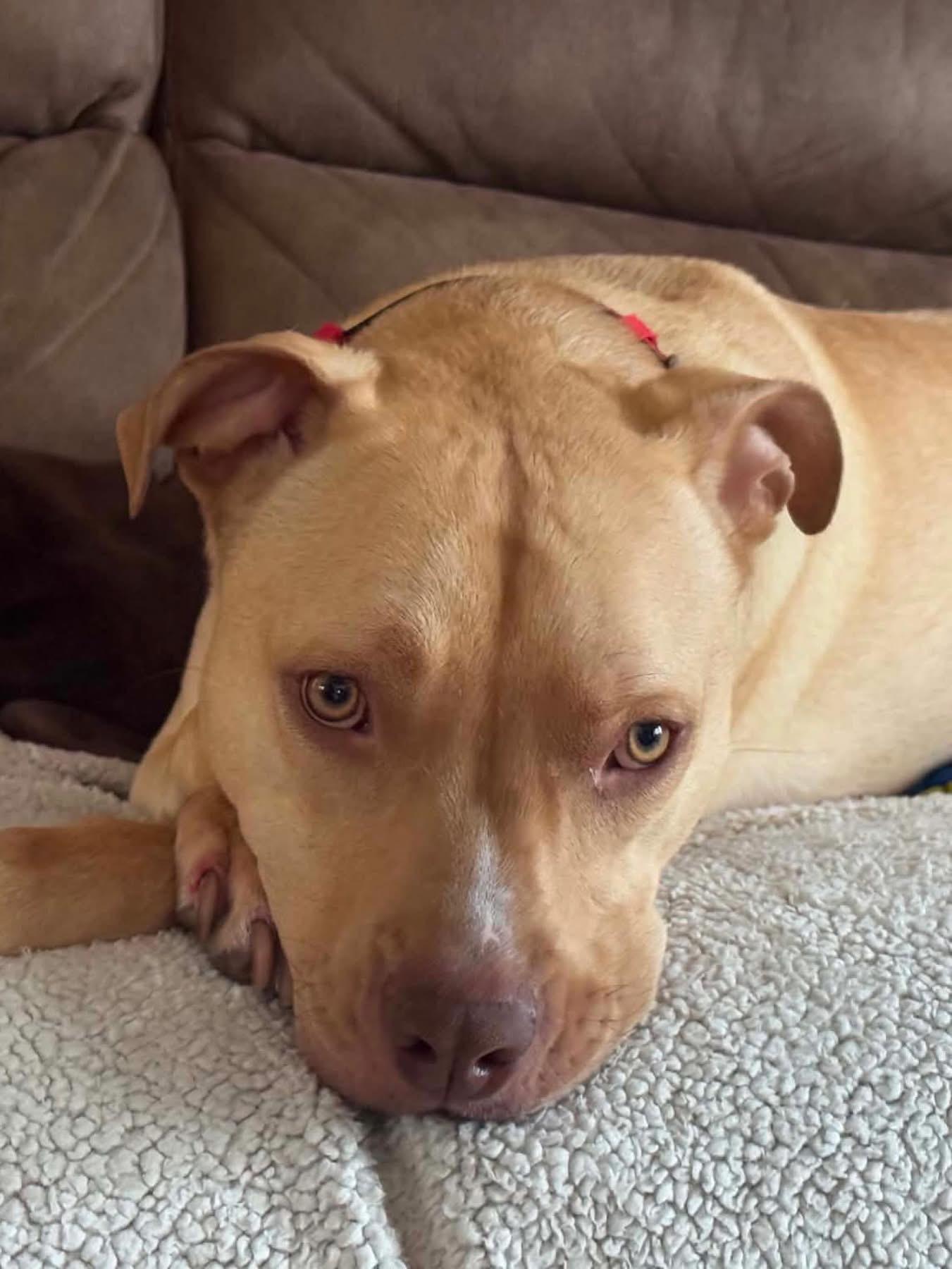 Enlarge Lucas, a ADOPTABLE Mixed Breed in Highland, NY image 2/6