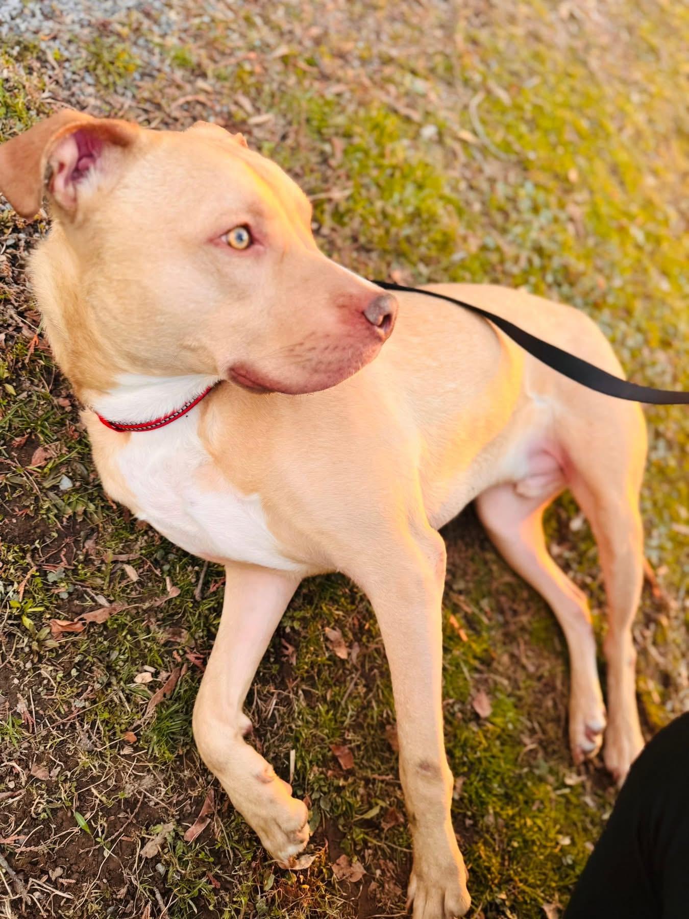 Enlarge Lucas, a ADOPTABLE Mixed Breed in Highland, NY image 3/3