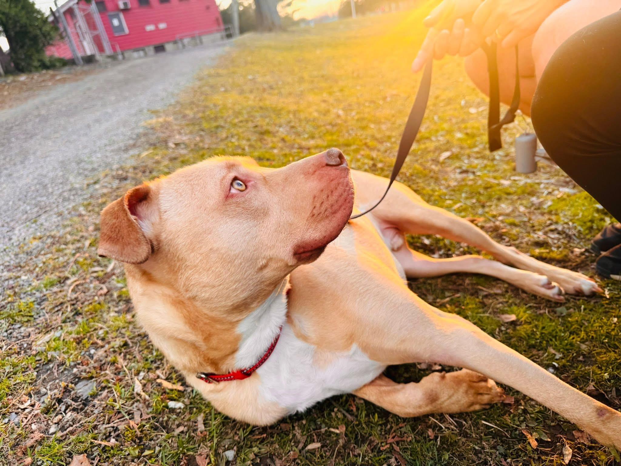 Enlarge Lucas, a ADOPTABLE Mixed Breed in Highland, NY image 2/3