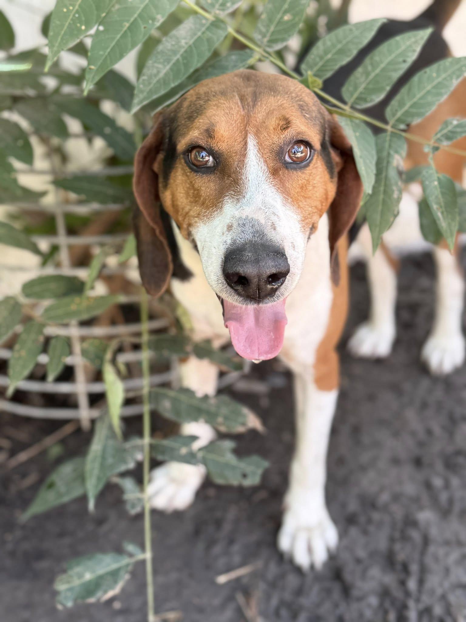 Sophie, an adoptable Hound in Grand Island, NE, 68801 | Photo Image 3