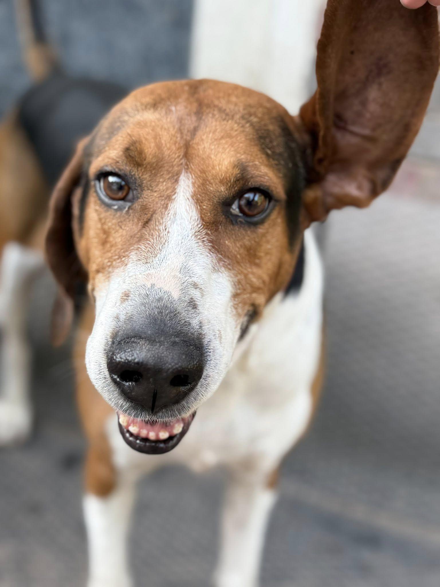 Sophie, an adoptable Hound in Grand Island, NE, 68801 | Photo Image 2
