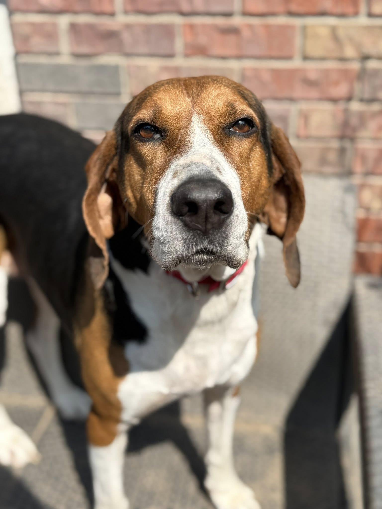 Sophie, an adoptable Hound in Grand Island, NE, 68801 | Photo Image 4