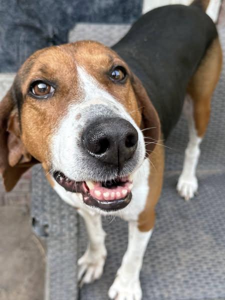 Sophie, an adoptable Hound in Grand Island, NE, 68801 | Photo Image 1