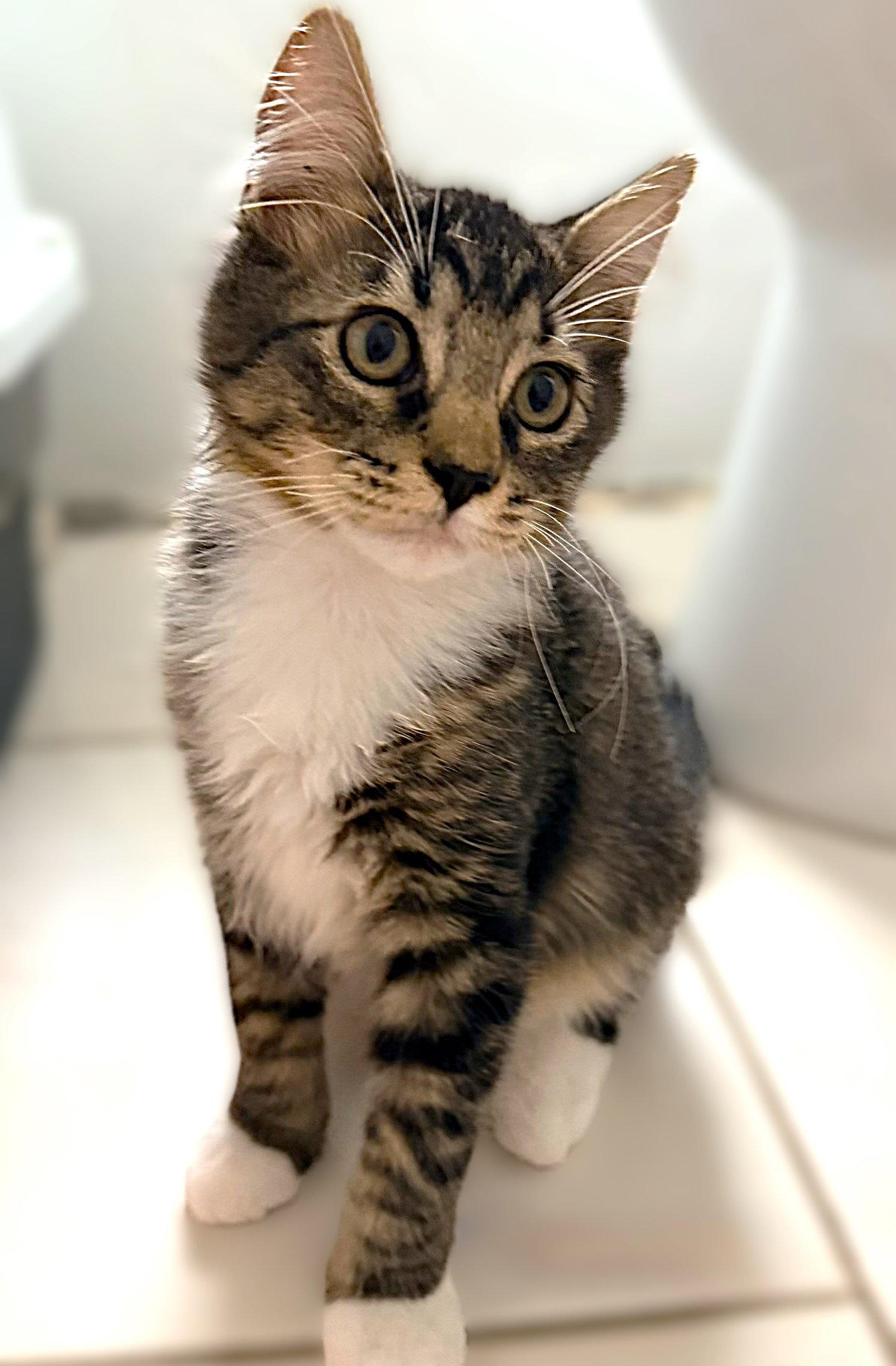 Chickpea, Adopted, Kitten Male Domestic Long Hair & Tabby.