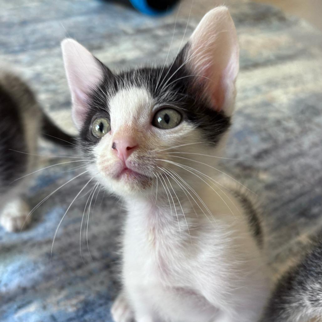 Enlarge Raphael, a Adoptable Domestic Short Hair in San Diego, CA image 1/2