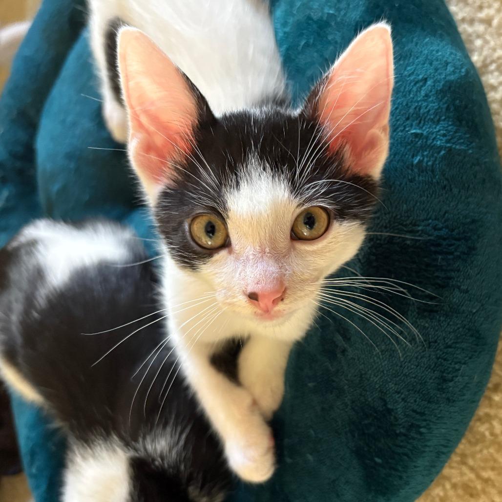 Enlarge Raphael, a Adoptable Domestic Short Hair in San Diego, CA image 2/2