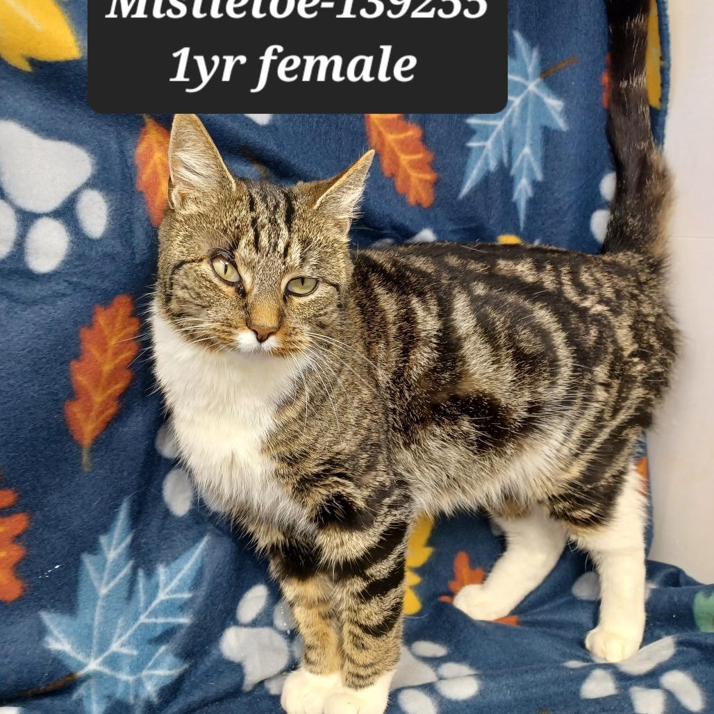Mistletoe, Adoptable, Young Female Domestic Short Hair.