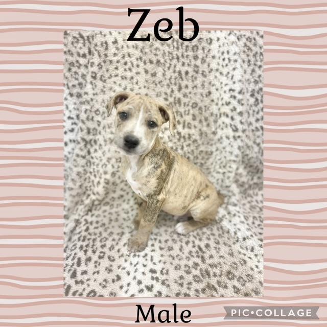 Zeb