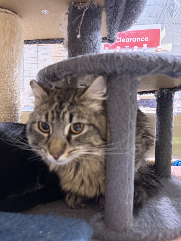 Enlarge X Marks the Spot, a Adopted Domestic Long Hair in Virginia Beach, VA image 2/3