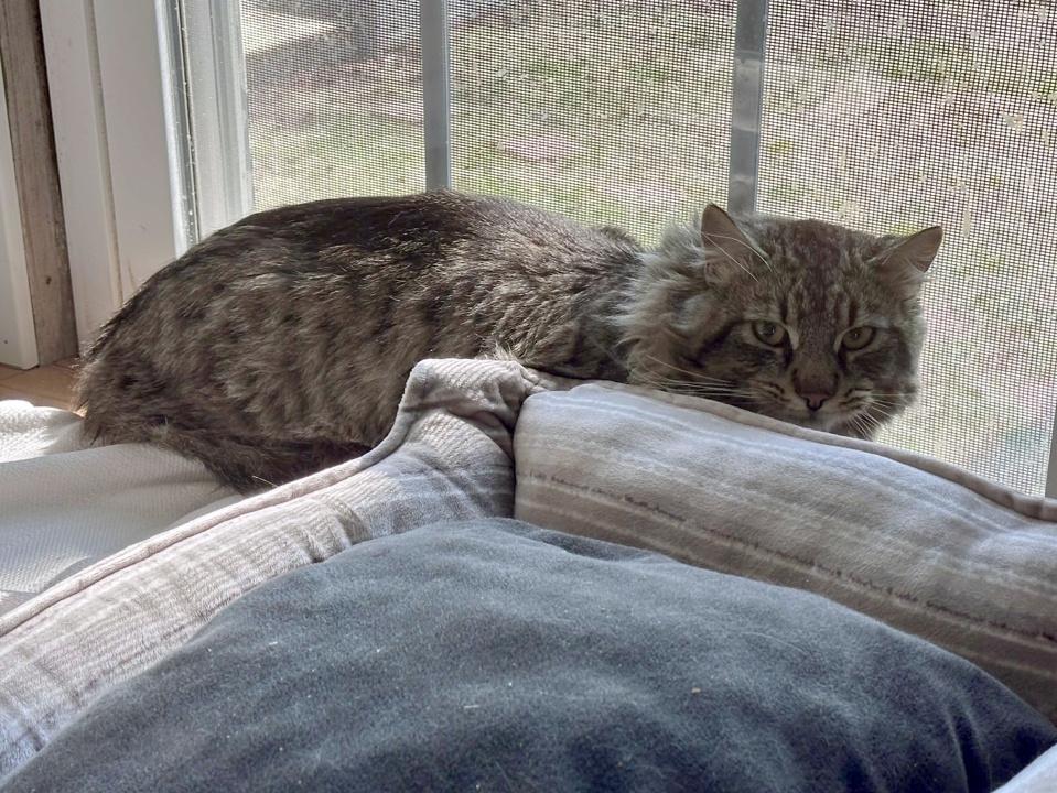 Enlarge X Marks the Spot, a Adopted Domestic Long Hair in Virginia Beach, VA image 3/3