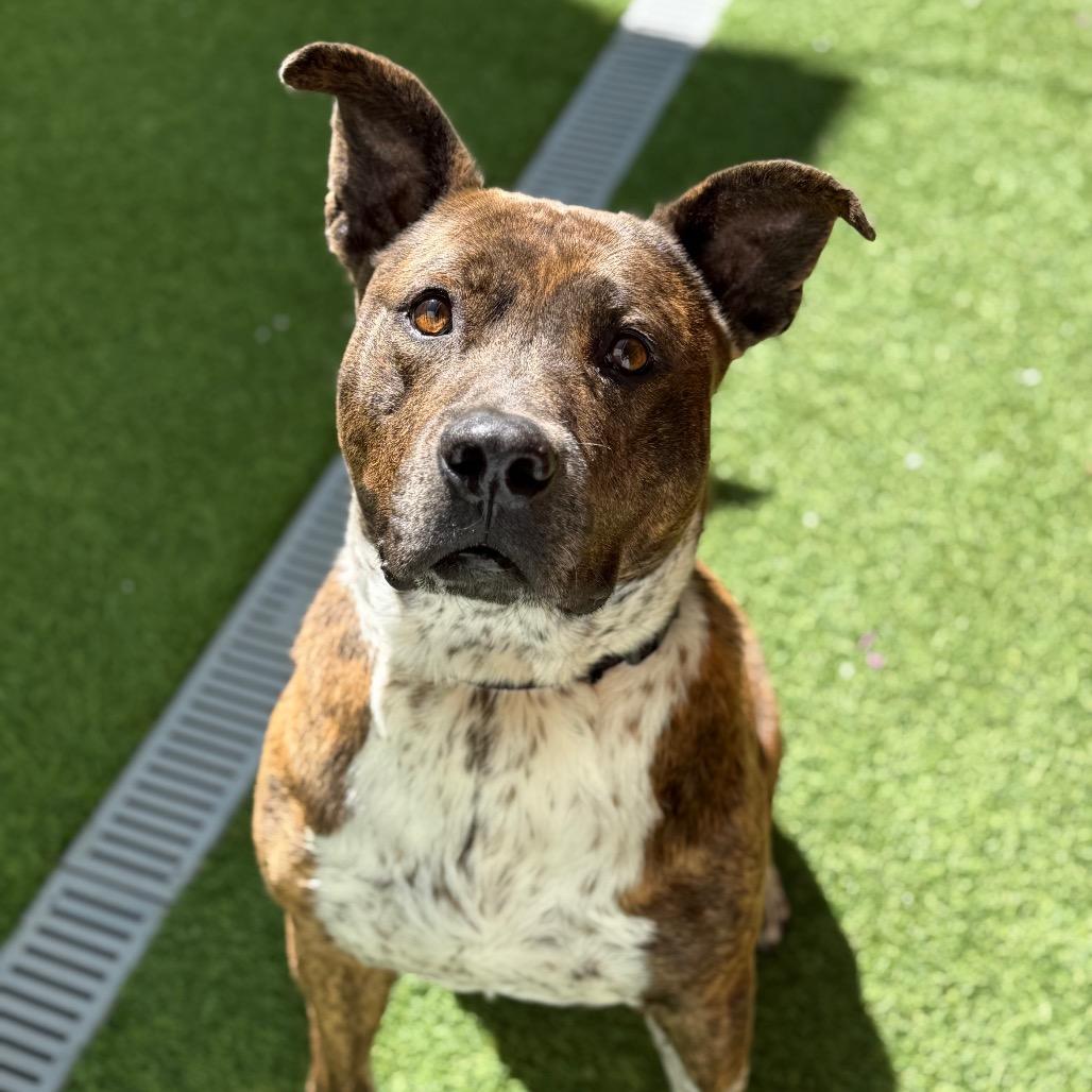 Enlarge Dallas, a Adoptable Mixed Breed in Jupiter, FL image 1/5