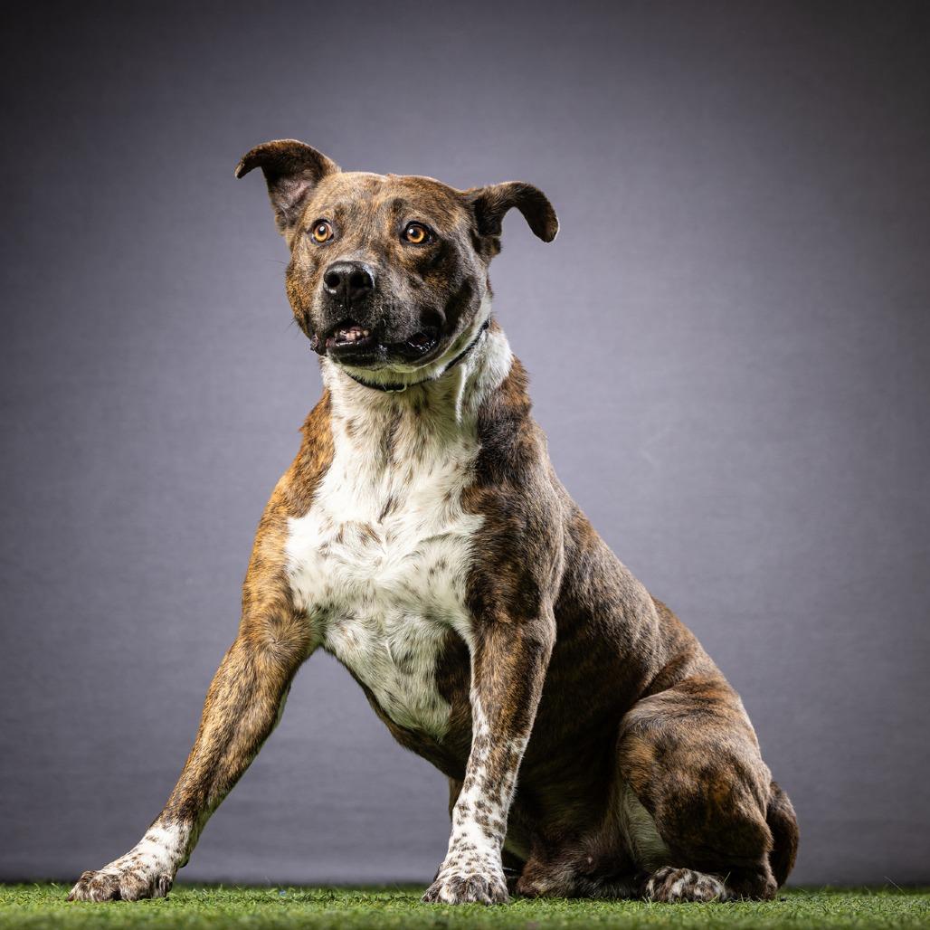 Enlarge Dallas, a Adoptable Mixed Breed in Jupiter, FL image 2/5