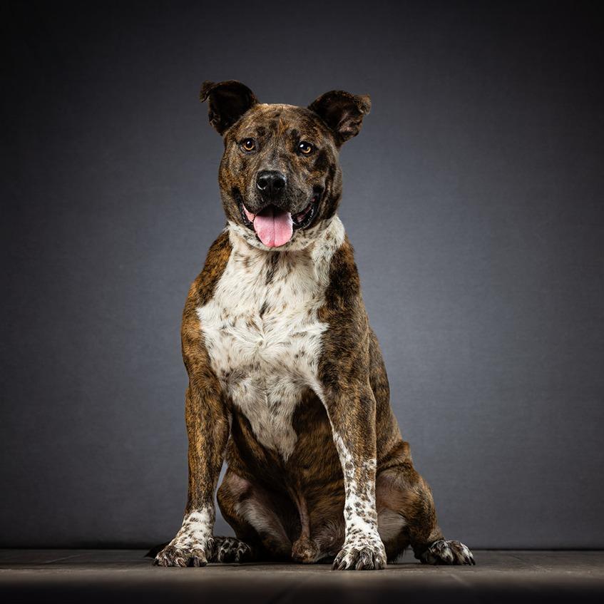 Enlarge Dallas, a Adoptable Mixed Breed in Jupiter, FL image 3/6