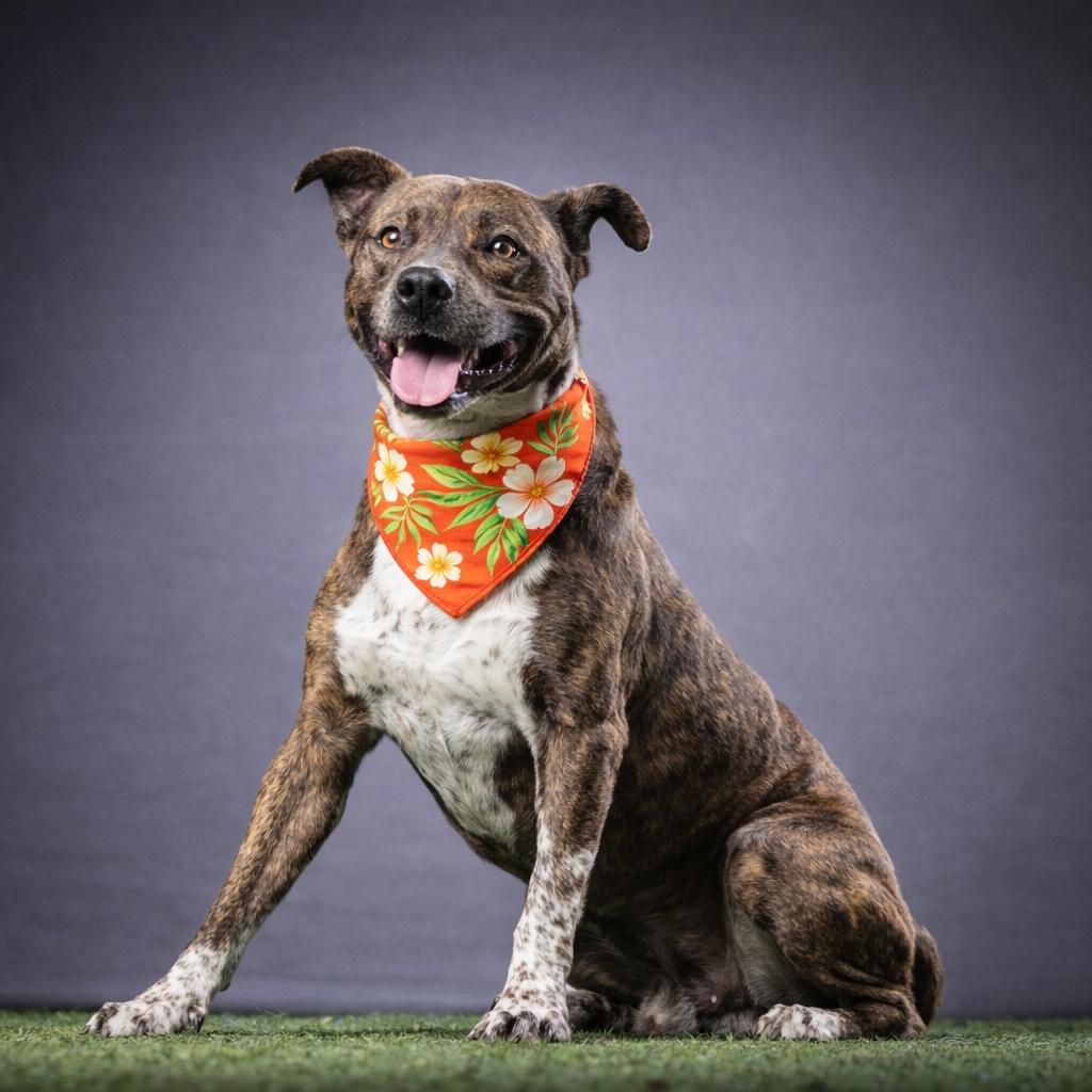 Enlarge Dallas, a Adoptable Mixed Breed in Jupiter, FL image 4/5