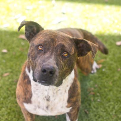 Enlarge Dallas, a Adoptable Mixed Breed in Jupiter, FL image 5/5