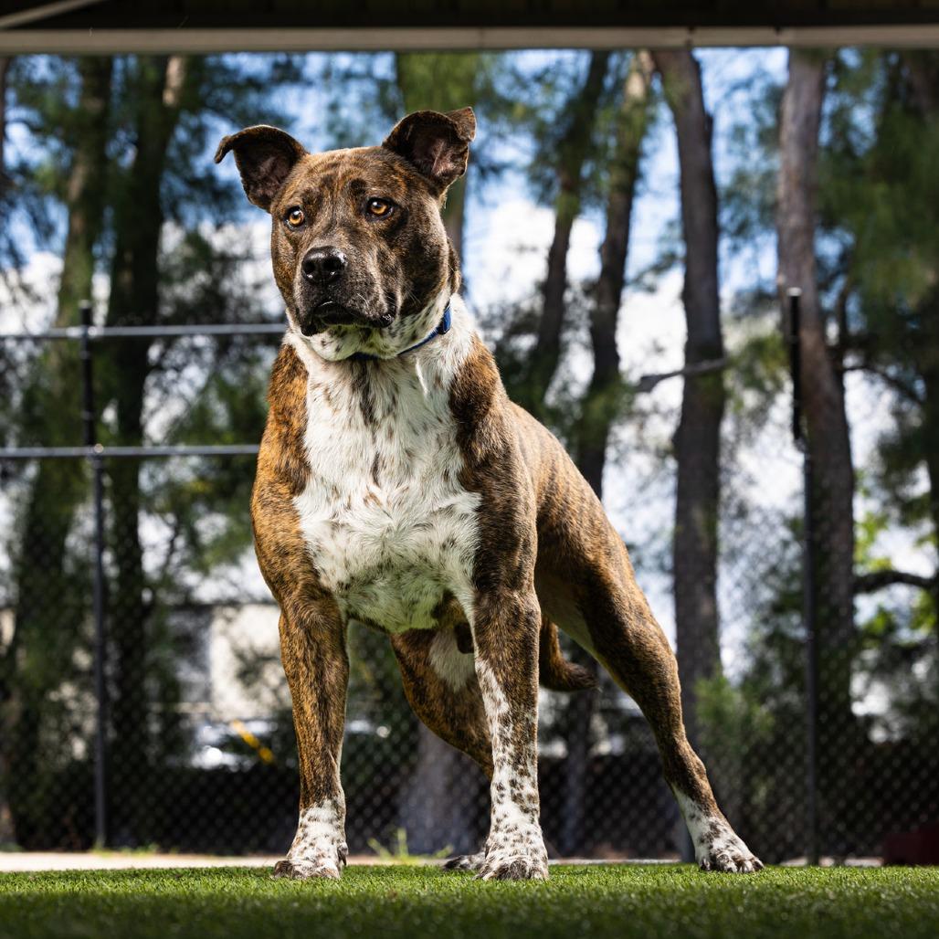 Enlarge Dallas, a Adoptable Mixed Breed in Jupiter, FL image 4/5