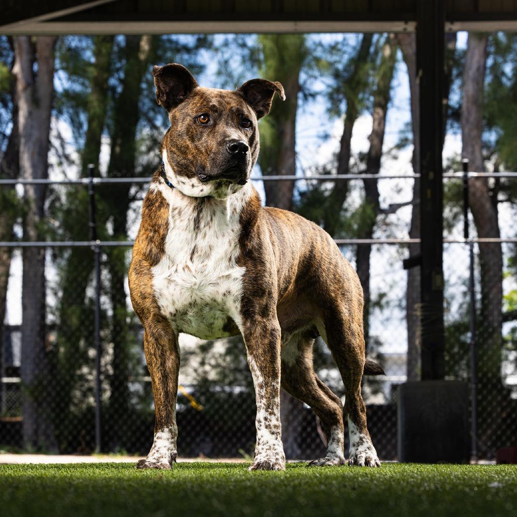 Enlarge Dallas, a Adoptable Mixed Breed in Jupiter, FL image 5/5