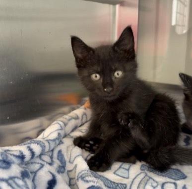 Ash, Adoptable, Kitten Male Domestic Short Hair.