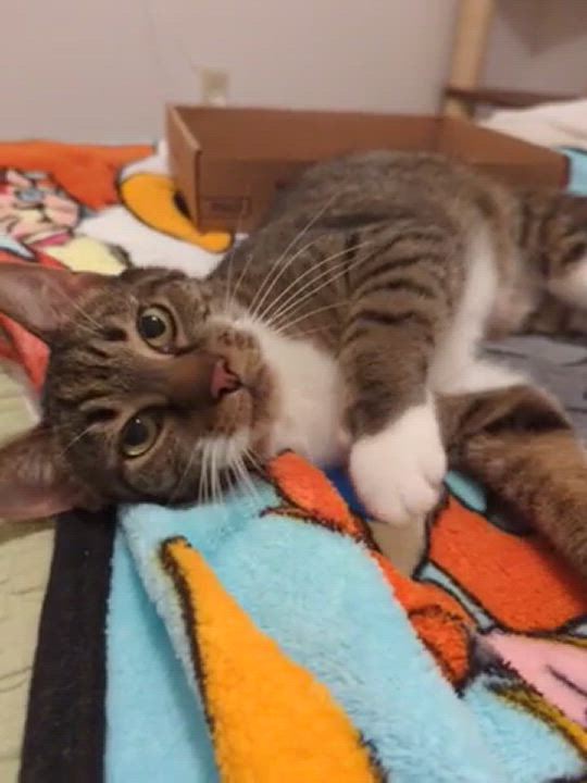 Enlarge Tia, a Adopted Domestic Short Hair in Spotsylvania, VA video 5/9