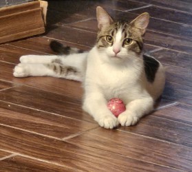 Pippin, Baby Male unknown