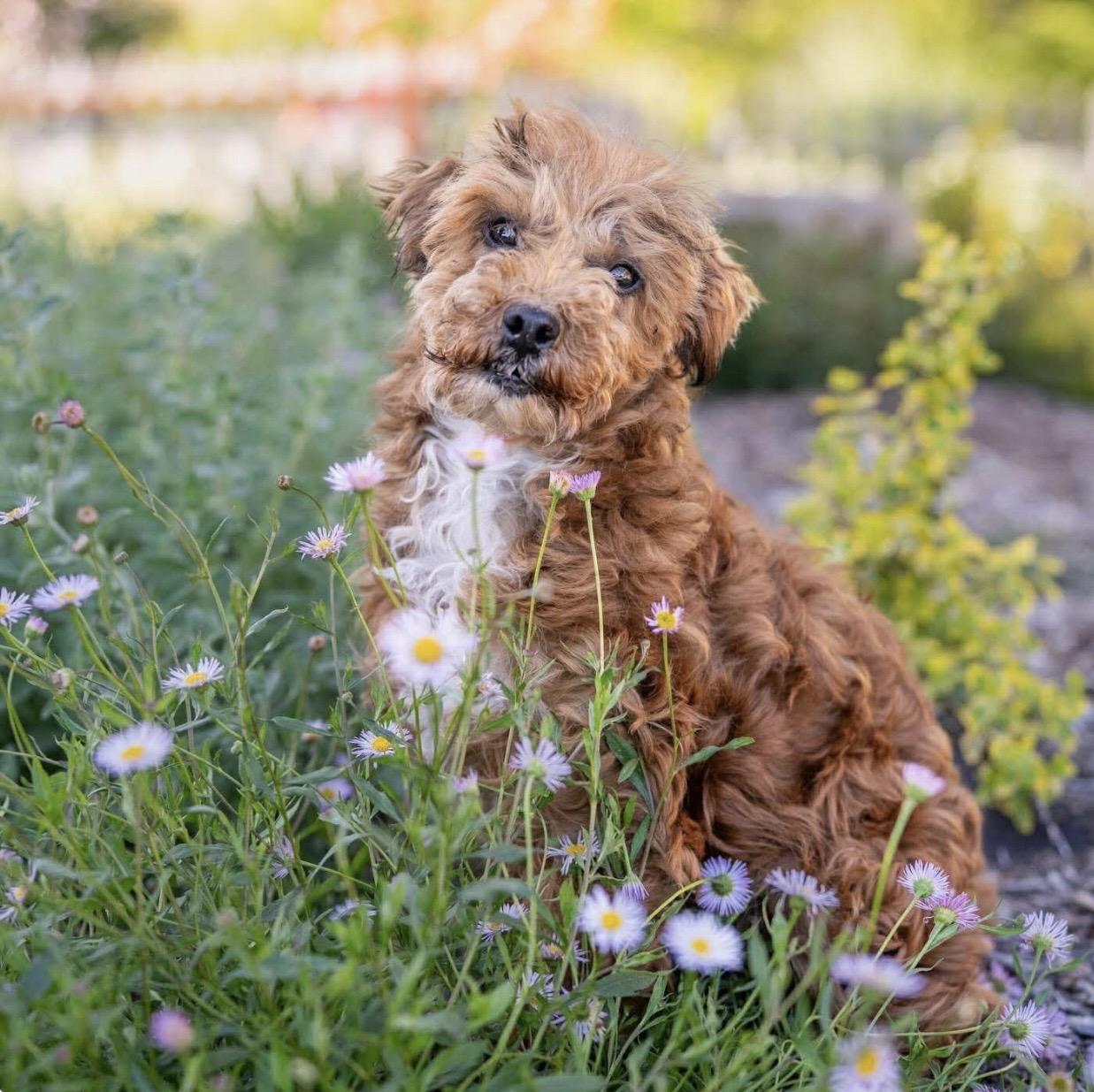 Franny, ADOPTABLE, Adult Female Poodle (Toy).