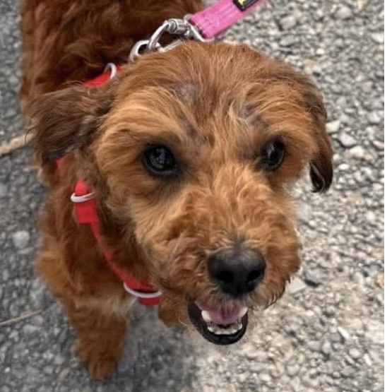Enlarge Franny, a ADOPTABLE Poodle (Toy) in Santa Rosa, CA image 4/4