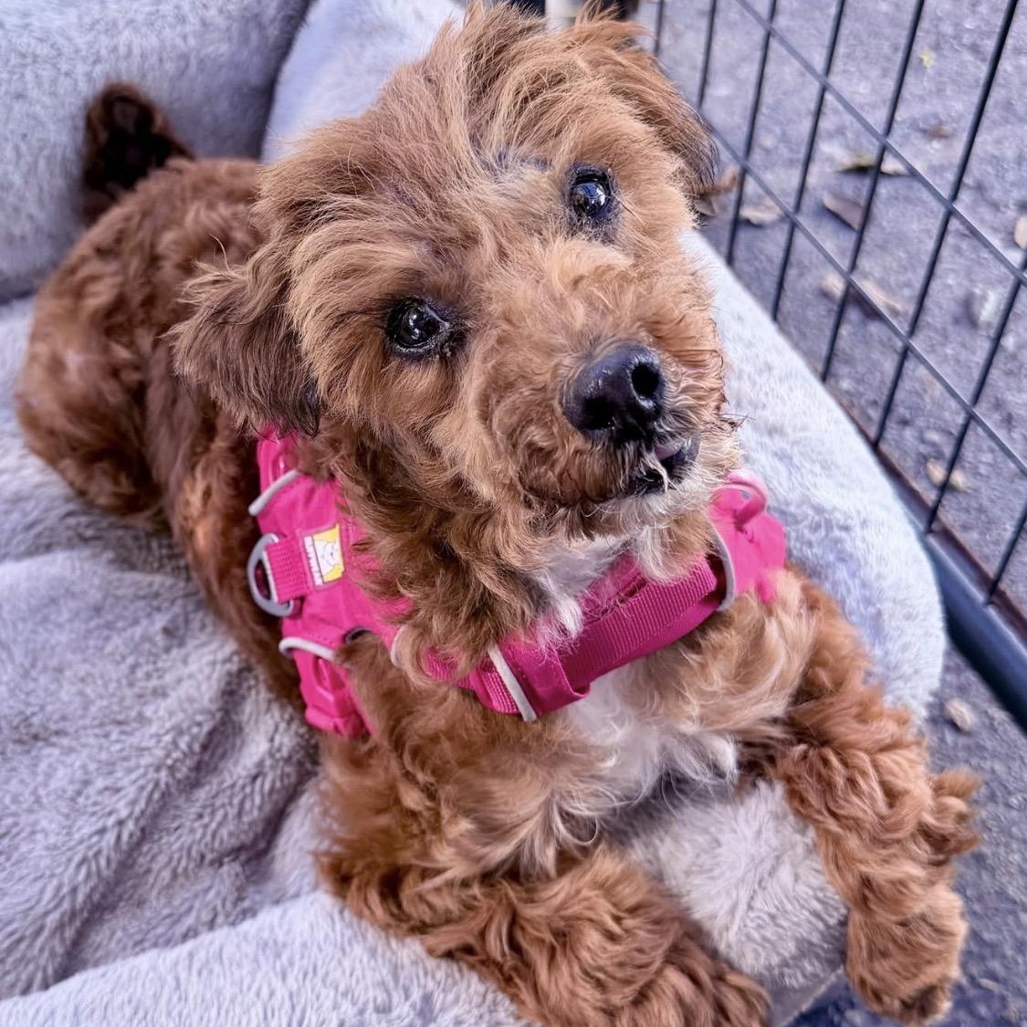 Enlarge Franny, a ADOPTABLE Poodle (Toy) in Santa Rosa, CA image 3/4