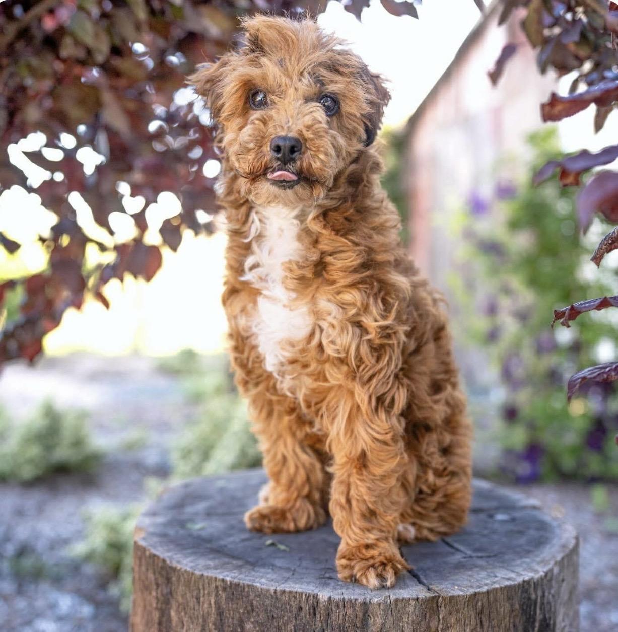 Enlarge Franny, a ADOPTABLE Poodle (Toy) in Santa Rosa, CA image 2/4